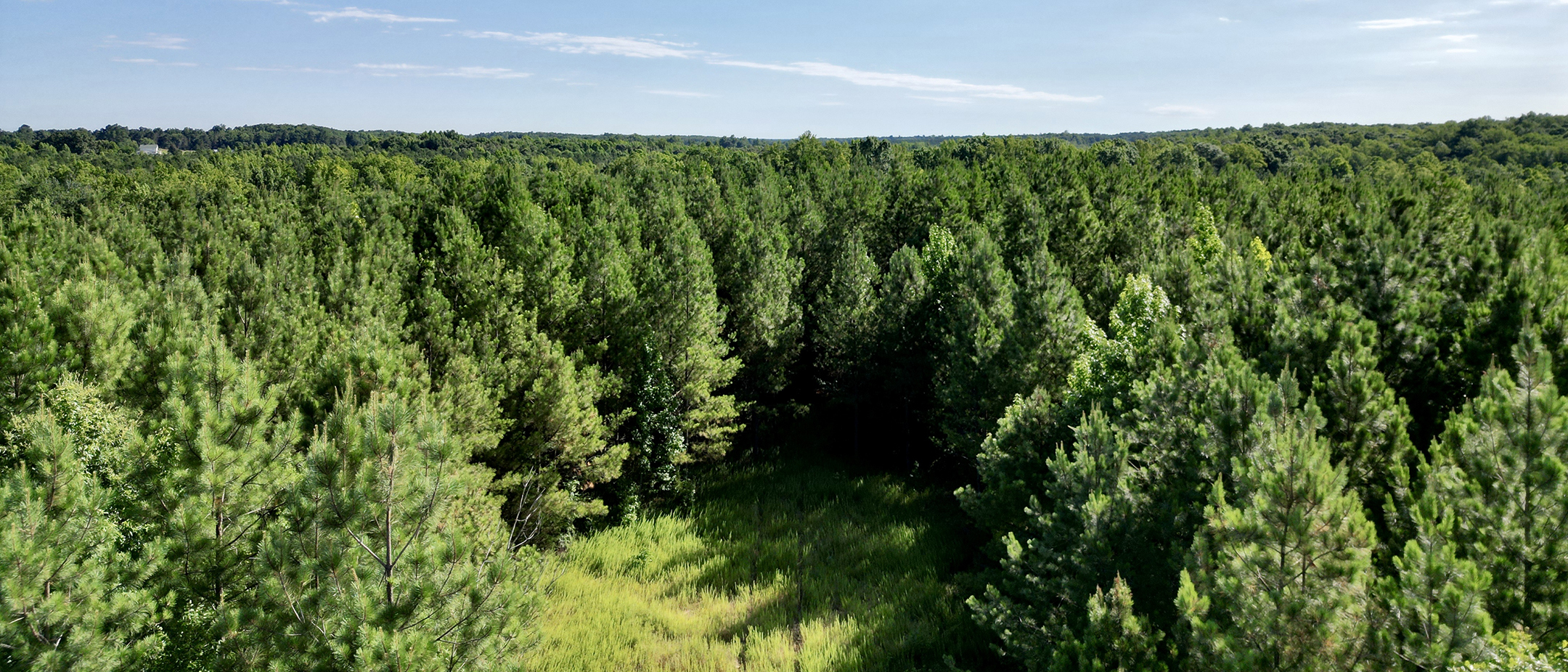 Piney Green Road